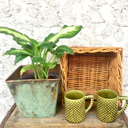 Vintage green ceramic mugs and potted plant on wooden tray against white textured background