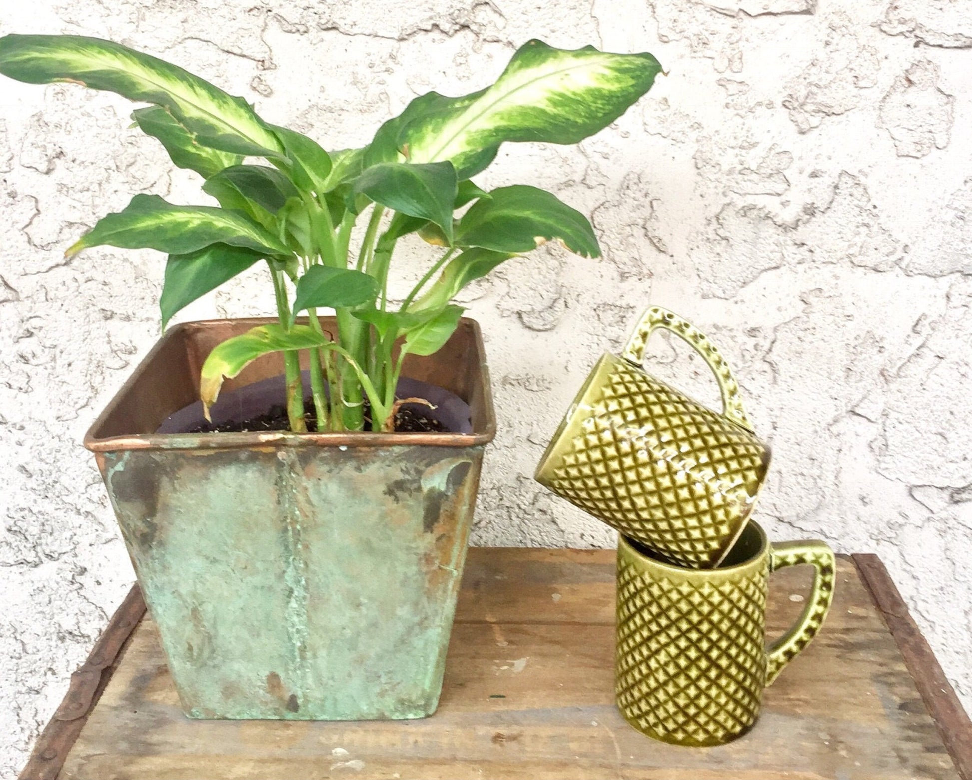 Vintage green ceramic mugs with polka dot pattern next to a potted plant on a wooden tray against a textured white background.