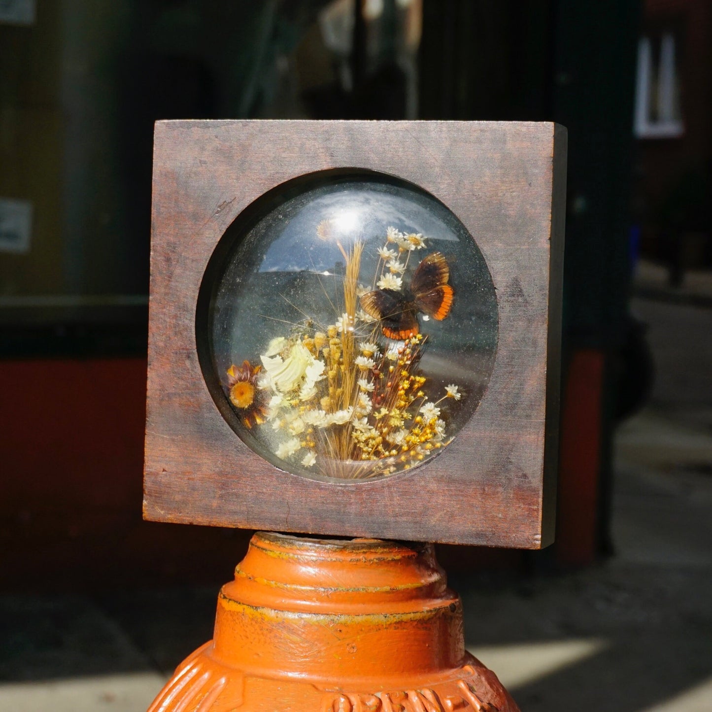 Vintage wooden frame displaying preserved butterfly and flowers encased in clear glass dome, sitting on rustic orange ceramic base.