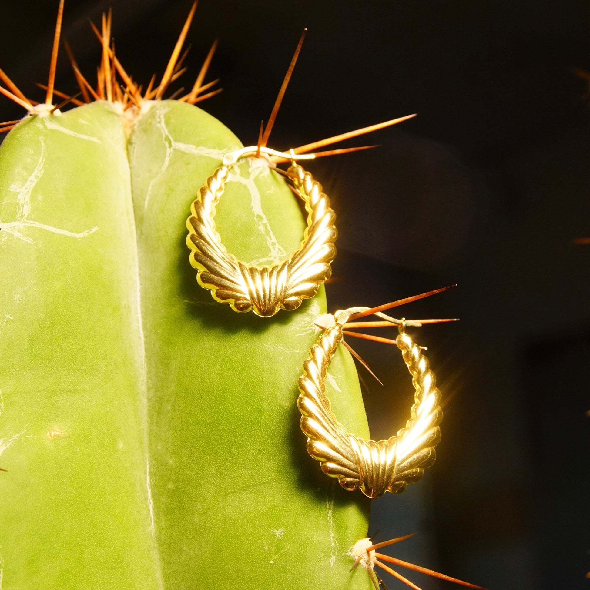 Closeup of a green cactus leaf with sharp spines and three gold hoop earrings hanging from the spines against a black background.